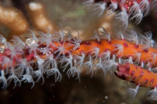 Gorgonian twig coral